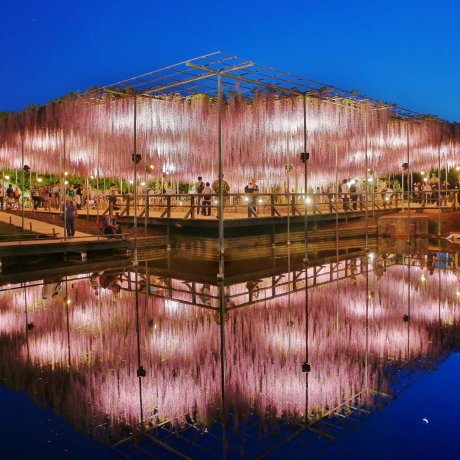 Glicinas en el parque de flores Ashikaga Glicinas en el parque de flores Ashikaga