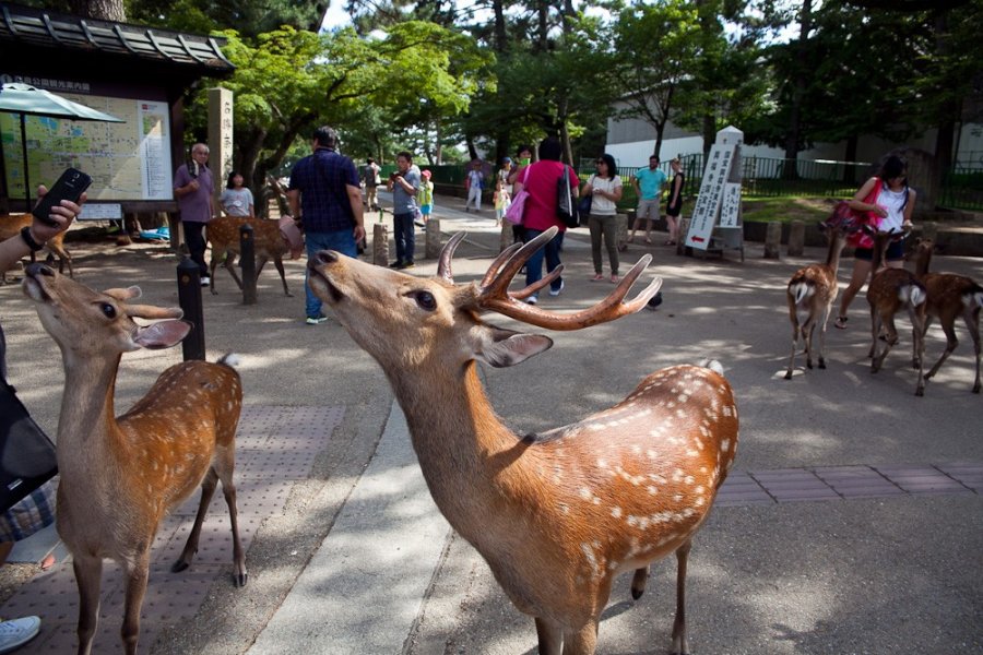 Tōdai-ji, ciervos y jardines en Nara