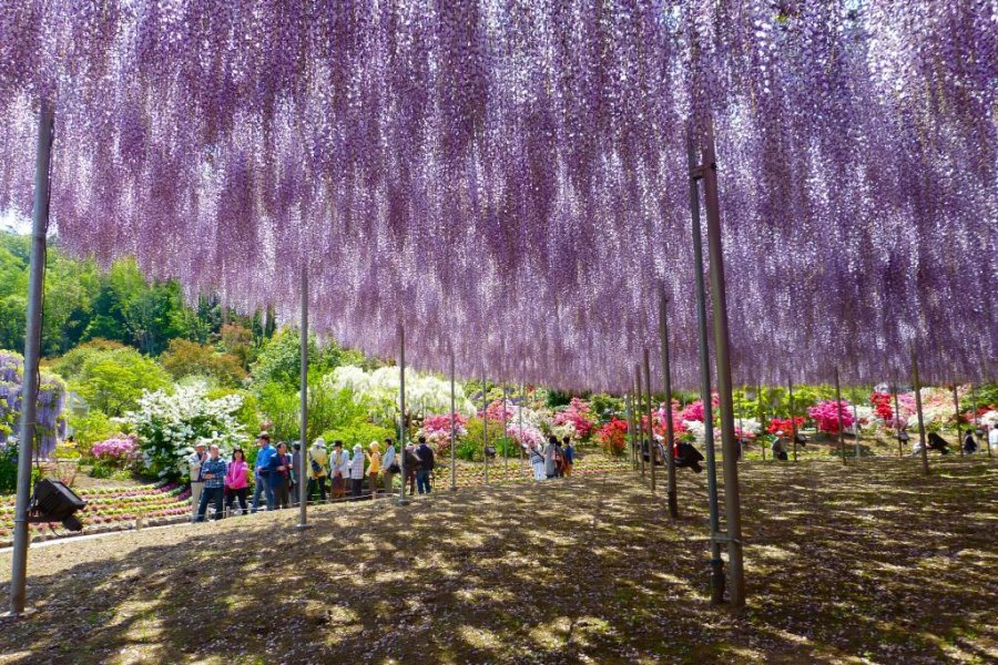Parque Ashikaga en mayo - parte 1