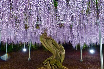 Parque Ashikaga Parque Ashikaga