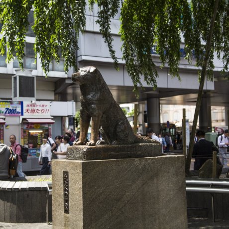 Estatua de Hachiko en Shibuya Estatua de Hachiko en Shibuya