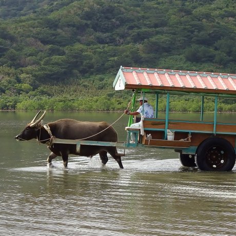 Paseo en Carreta de Búfalo de Agua en Ishigaki Paseo en Carreta de Búfalo de Agua en Ishigaki