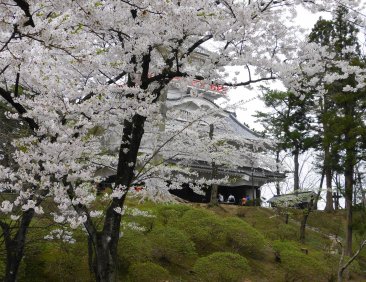 Senshu Park Sakura Festival