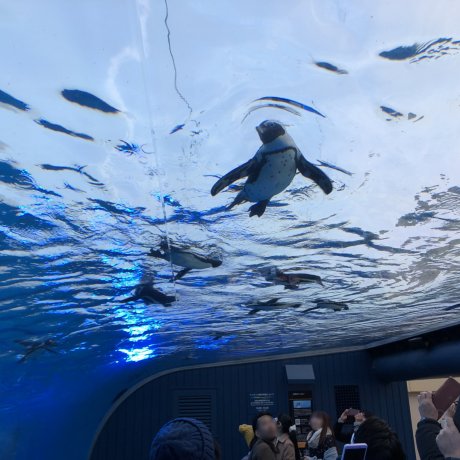 Acuario Sunshine