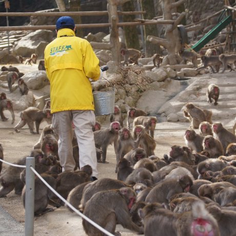 Mount Takasaki Monkey Park
