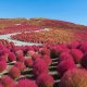 Hitachi Seaside Park