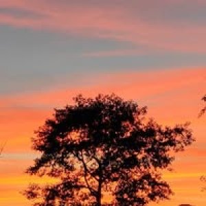 Divya Chaturvedi profile photo