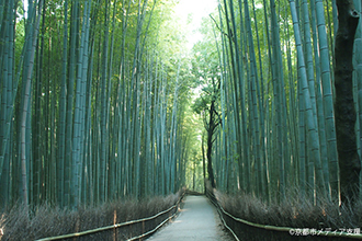 Sagano Bamboo Forest Path